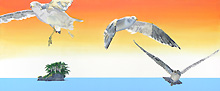 Seagulls of Matsushima